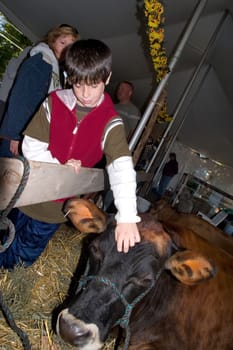 A boy pets a cow at a farm in South Hero Lake Champlain Islands Vermont.
