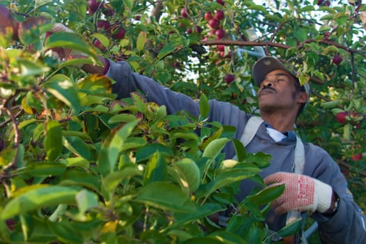 Jamaican migrant workers picking apples in S. Hero, VT.