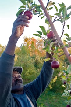 Migrant Farm Workers at Allenholm Farms in South Hero, VT.
