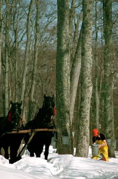 Collecting maple sap in Vermont.  It takes 40 gallos of sap to boil down to one gallon of maple syrup.