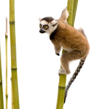 Ring-tailed Lemur (6 weeks) - Lemur catta in front of a white background