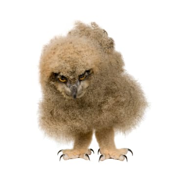 Eurasian Eagle Owl - Bubo bubo (6 weeks) in front of a white background