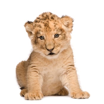 Lion Cub (6 weeks) in front of a white background