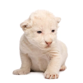 White Lion Cub (1 week) in front of a white background