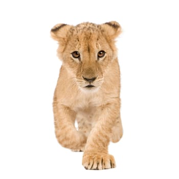 Lion Cub (4 months) in front of a white background