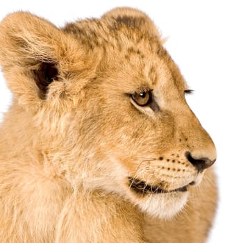 Lion Cub (4 months) in front of a white background