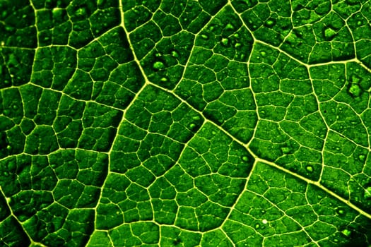 green leaf macro close up