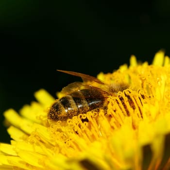 honey bee on bloom yellow dandelion