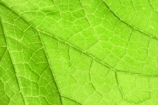 green leaf close up nature background