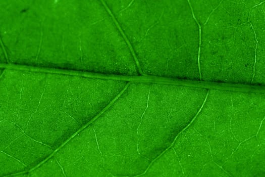 macro green leaf structure background