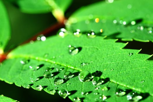 natural waterdrop on green leaf macro