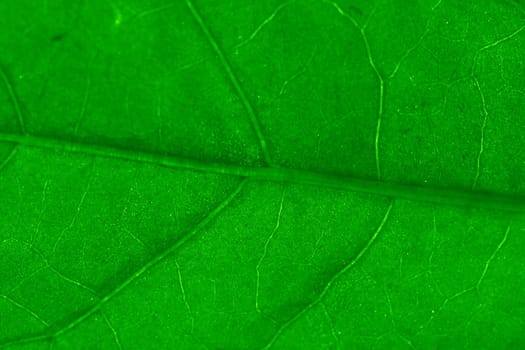 macro green leaf structure background