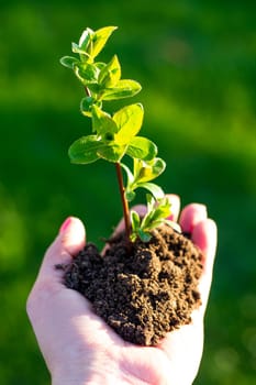 Earth Day. Sapling of a tree in a female hand on a background of grass. Forest conservation concept. World Environment Day.