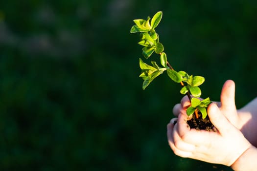 Earth Day. Sapling of a tree in a children's hands on a background of grass. Forest conservation concept. World Environment Day