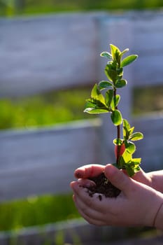Earth Day. Sapling of a tree in a children's hands on a background of grass. Forest conservation concept. World Environment Day