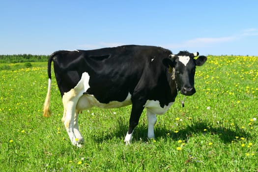 cow on green dandelion field under blue sky