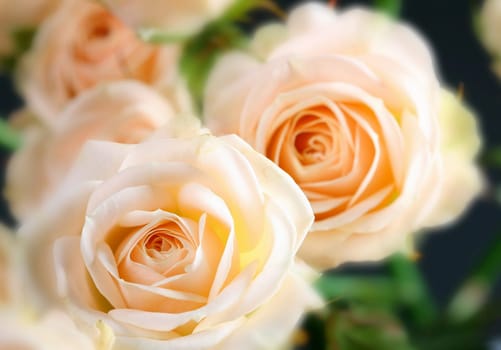 Very beautiful flowers gentle well smells card rose softfocus