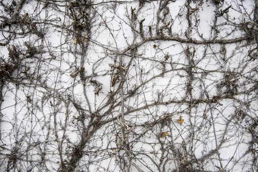 Detail of old dry ivy on a wall, dead and lifeless plant, abandonment