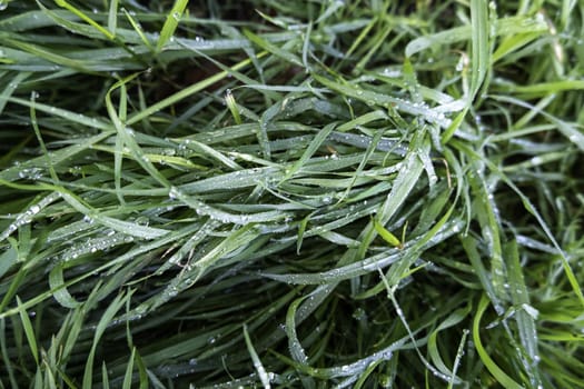 Detail of fresh grass in a forest wet from the morning drops, cold and rainy