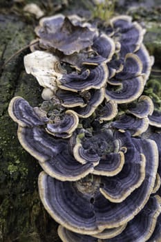 Detail of mushrooms and fungi on an old and dead tree trunk in the forest