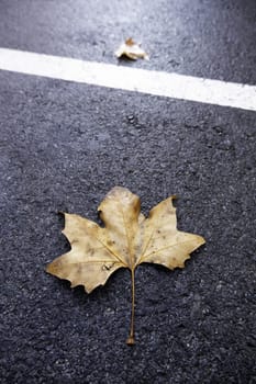 Detail of dry tree leaf in autumn, cold in one season of the year