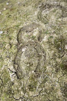 Detail of footprints in the mud of some horses, equestrian ride