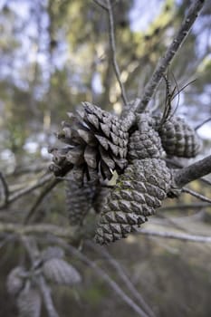 Detail of dry fruit of the pine, nature and environment in a forest