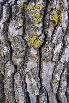 Detail of old tree bark in a forest in nature, environmental protection, climate change