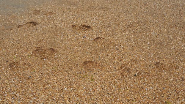 Footprints at sunset with golden sand. Sandy wet beach and footsteps. Healing coarse quartz sand with shells. Vityazevo, Anapa, Krasnodar Territory, Russia. Tourist footprints