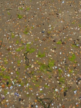 Sand, seaweed and seashells background. Wet coarse quartz sand. Beach after heavy rain. Natural brown material after a storm. Long green algae are thrown by water from the sea or ocean onto the shore