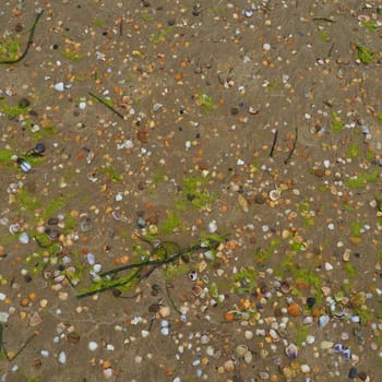 Sand, seaweed and seashells background. Wet coarse quartz sand. Beach after heavy rain. Natural brown material after a storm. Long green algae are thrown by water from the sea or ocean onto the shore