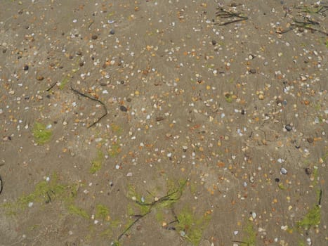 Sand, seaweed and seashells background. Wet coarse quartz sand. Beach after heavy rain. Natural brown material after a storm. Long green algae are thrown by water from the sea or ocean onto the shore