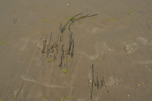 Sand, kelp and seashells background. Human footprints. Beach after heavy rain. Natural brown material after the storm. Long algae are thrown by water from the sea or ocean onto the shore. Laminaria.
