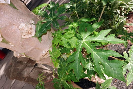 Papaya (Carica papaya), auch Melonenbaum oder Papayabaum - Blatt und Stamm, Gran Canaria, Spanien, Las Palmas