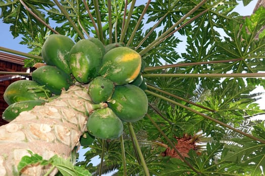 Papaya (Carica papaya), auch Melonenbaum oder Papayabaum - unreife Früchte am Baum, Gran Canaria, Spanien, Las Palmas