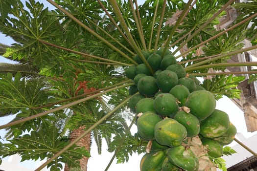 Papaya (Carica papaya), auch Melonenbaum oder Papayabaum - unreife Früchte am Baum, Gran Canaria, Spanien, Las Palmas
