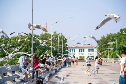 Samut Prakan, Thailand - MAR 5, 2022 - Seagull escape from upper Asia winter weather came to Thailand every year. It is a popular time to take pictures of seagulls at Bang Pu, Samut Prakan, Thailand.