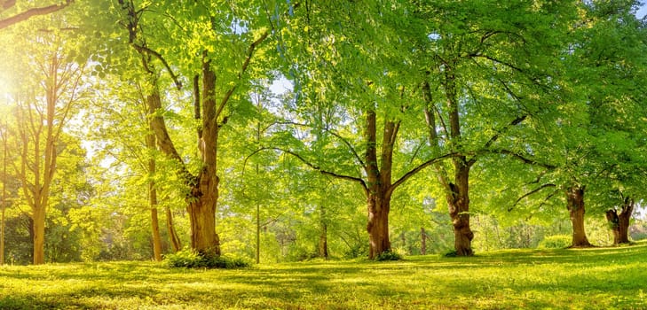 Beautiful background of the sunrise in natural deciduous park. Morning in the spring woodland.
