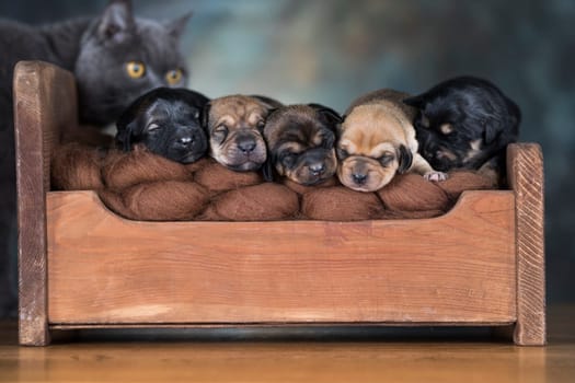 Dogs sleep on a small wooden bed