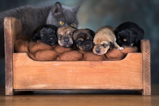 The dogs sleep on a wooden bed
