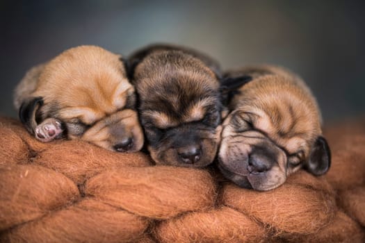 A beautiful little dog sleeps on a blanket
