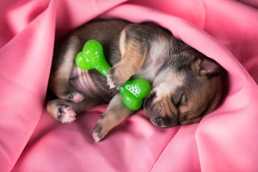 A little dog sleeps with a rubber bone on a pink blanket