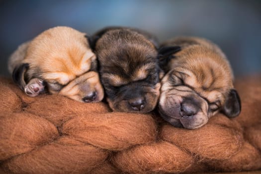 Little cute puppies are sleeping on a blanket