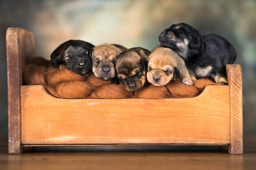 Dogs sleep on a small wooden bed