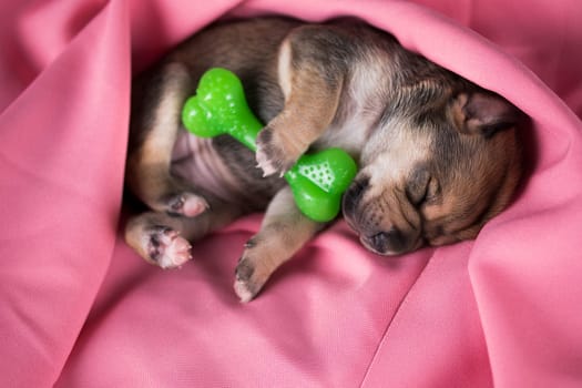 Dog sleeps with a rubber bone on a pink blanket
