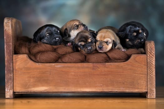 Little puppies sleeping in bed