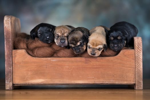 The dogs sleep on a wooden bed