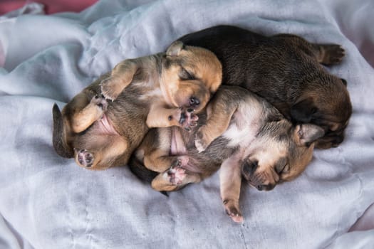Cute puppy dog sleeping, animals concept