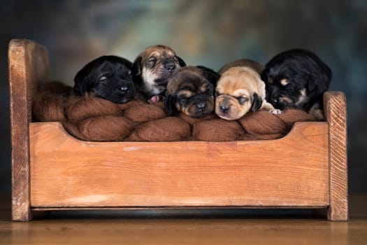 The dogs sleep on a wooden bed