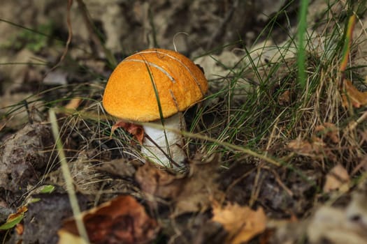 Small Red-capped scaber stalk bolete (Leccinum aurantiacum) in forest, dry leaves and grass around.